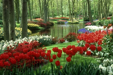 Keukenhof Garden HD Wallpapers Travel HD Wallpapers