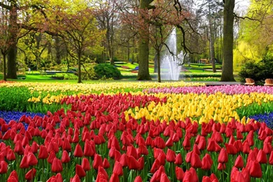 KEUKENHOF GARDENS WALLPAPER (