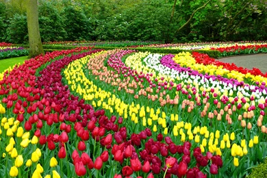 LOVELY PLACE IN PARK WALLPAPER (