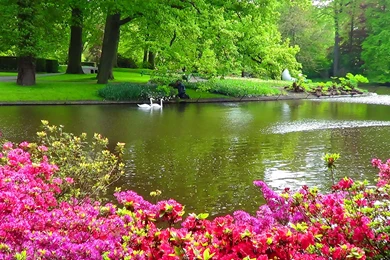 SWANS AND RHODODENDRONS WALLPAPER (