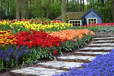 Keukenhof Flower Garden Best Wallpapers Collection. PhotosJunction