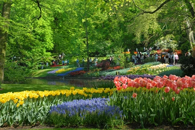 Keukenhof Flower Garden Best Wallpapers Collection. PhotosJunction