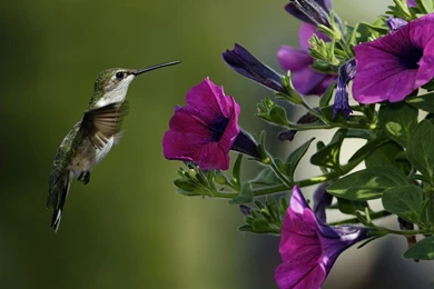 50+ Very Attractive Flower Wallpapers: Don't Miss Over The Top Mag