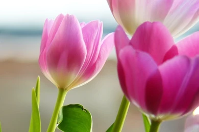 Wallpapers, Flowers, Spring, Tulips, Homepage (