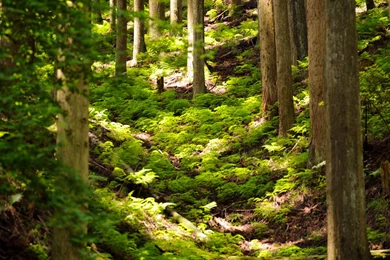 1050x1680 Wallpapers Wallpapers Zone