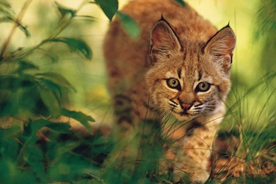 Cats: Prowl Animals Wildcat Cat Nature Wallpapers Wide For HD 16:9 ...