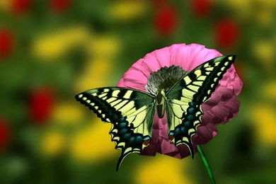 50 Beautiful Flower Wallpaper Images For Download