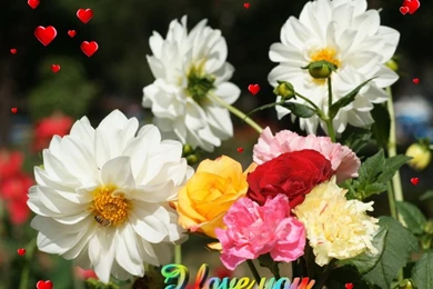 Beautiful Flowers Wallpapers Free Download ~ Toptenpack.com
