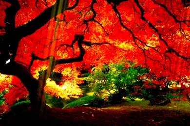 Use Animated Gif As Desktop Backgrounds Mac