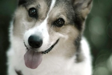 640x1136 Cute Dog Photo Iphone 5 Wallpapers