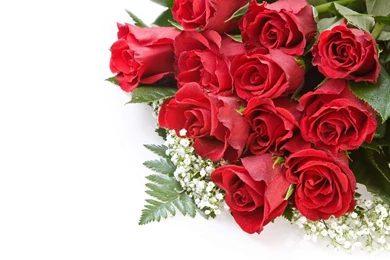 Pretty Rose Backgrounds Wallpapers Zone