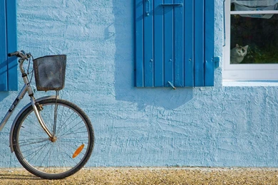 Cat At Window Of Blue House HD Desktop Wallpapers : Widescreen ...