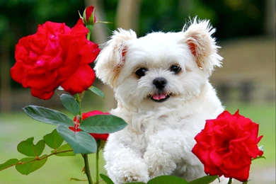 Cute Puppy Images