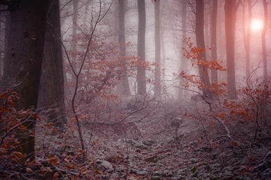 Mystical Forest In Winter >> HD Wallpaper, Get It Now!