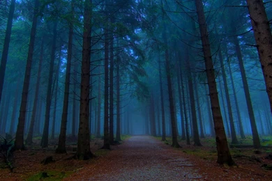 Wallpapers Mystical Forests Forest Path 1366x768