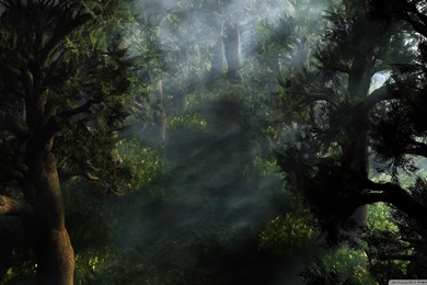 Mystical Forest Wallpapers