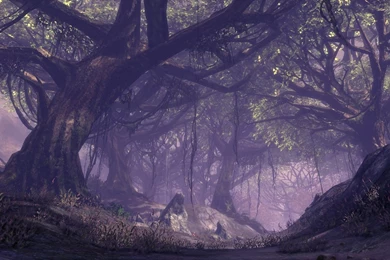 Mystic Forest Nature Wallpapers 10050 Pacify Mind