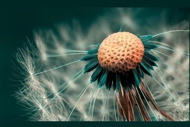 Wallpapers Art Flower Photography HD Wallpapers