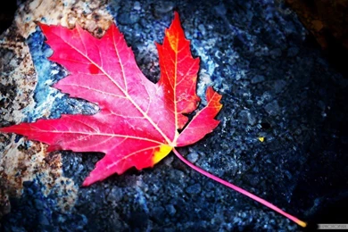 Art Photography Wallpapers HD