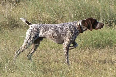 German Shorthaired Pointer Wallpapers