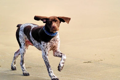 German Shorthaired Pointer Wallpapers