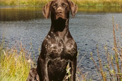 German Shorthaired Pointer Wallpaper.