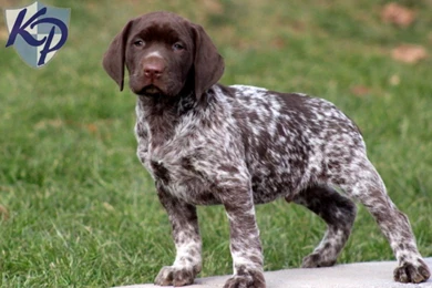 German Shorthaired Pointer Puppies 37 Hd Wallpapers ...