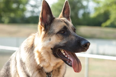 German Shorthaired Pointer Life Expectancy 11 Cool Hd Wallpapers ...