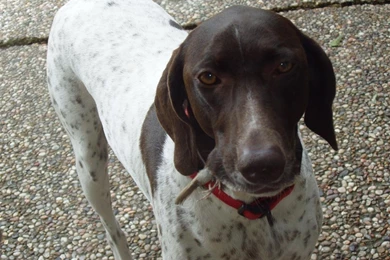 Dog breeds G German Shorthaired Pointer Page 8