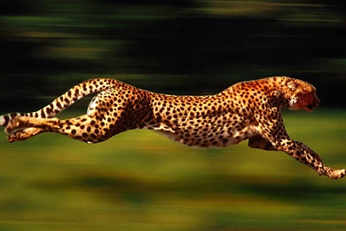 Cheetah Amazing Hd Widescreen Wallpapers