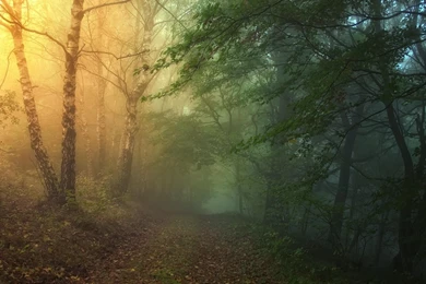 Mysterious Forest Path (