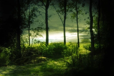Green Nature Trees Forests Mysterious Wallpapers