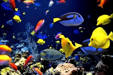 Tropical Fish Pictures Hd Wallpapers 14