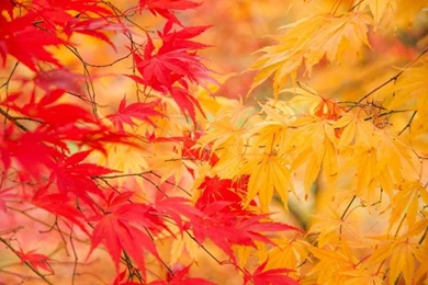 Autumn Leaves Wallpaper,photography HD Wallpaper,2560x1600 HD ...