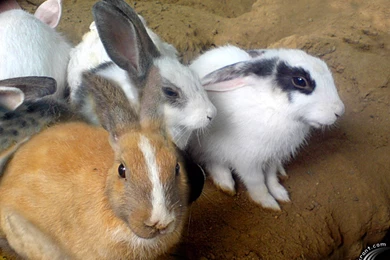 Portfolio Of Graphic And Web Designer India: Free Desktop ...