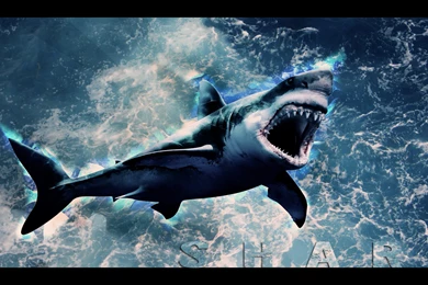 10 Shark Wallpapers HD By Tooyp On DeviantArt 1763 :: Shark Hd ...