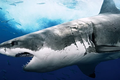 Shark Full HD Wallpapers / 1920x1080