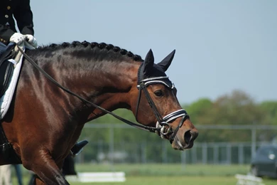 Horse Dressage Wallpaper Images