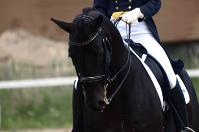 Horse Dressage Wallpaper Images