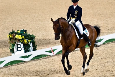 Dressage Wallpapers Wallpapers Cave