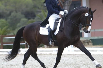 Dressage Wallpapers (