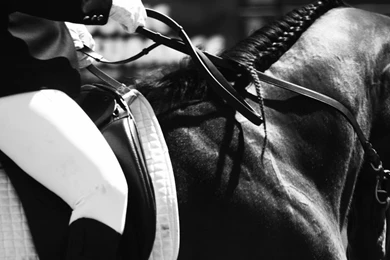 Dressage Black And White By DianaExperiment On DeviantArt