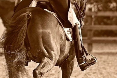 Dressage perfection By AndersStangl On DeviantArt