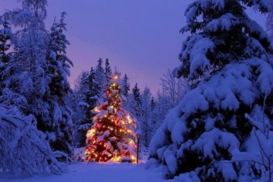 Christmas Wallpaper: Christmas Tree Wallpapers