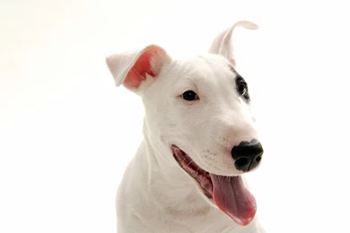 Bull Terrier Dogs Wallpapers (13248699) Fanpop