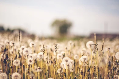 Tumblr Wallpapers Dfb HD Wallpapers