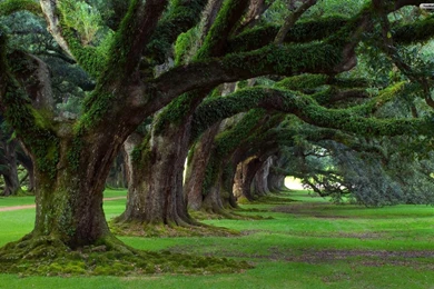 Green Tree Wallpapers Picture : Nature Wallpapers Rakaruan.com
