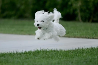 Free Images To Use On Websites All Wallpapers New