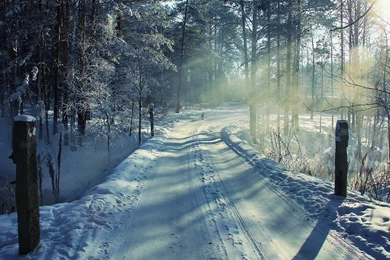 Winter Forest Way HD Wallpapers
