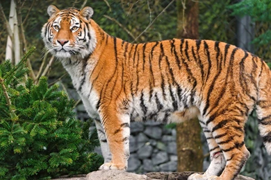 30 Siberian Tiger Wallpapers Pictures